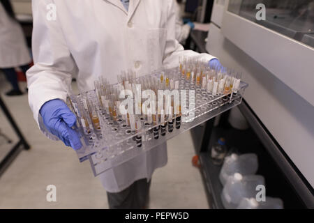 Tecnico di laboratorio tenendo le provette per la prova Foto Stock