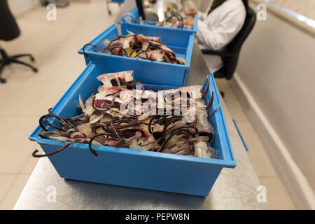 Sacche per il sangue in un vassoio presso la banca del sangue Foto Stock