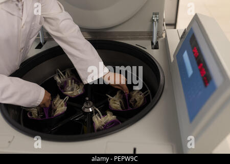 Tecnico di laboratorio immissione sacche per sangue nella macchina Foto Stock