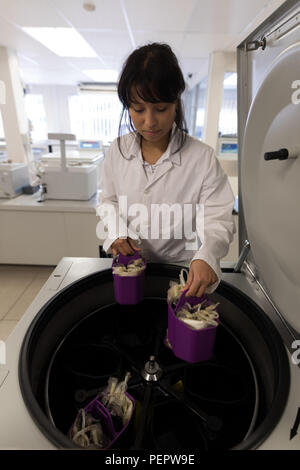 Tecnico di laboratorio immissione sacche per sangue nella macchina Foto Stock