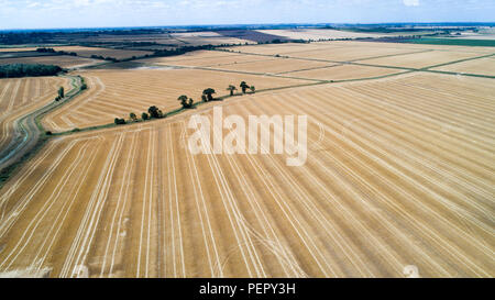 Le riarse campi nei pressi,Ely Cambs,Mercoledì 1 Agosto 2108 dopo l'ondata di caldo di quest'estate.Oggi gli agricoltori sono in possesso di un vertice della siccità con il governo. Il sindacato nazionale degli agricoltori (NFU) incontrerà funzionari a Londra oggi (MER) per discutere "polveriera" le condizioni che hanno ridotto la crescita di erba e di "uranio' alcuni rese. NFU presidente Minette pastelle detto lei proverà ad impressionare su ambiente segretario Michael Gove presso la "estremamente importante" colloqui sfide che gli agricoltori si trovano di fronte a seguito della grave mancanza di pioggia. Foto Stock