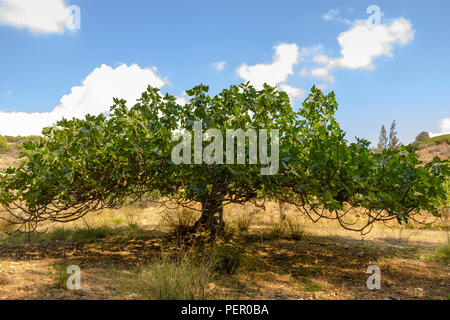 Comune di fico ( Ficus carica ) della famiglia di gelso, fiorente nel luglio estate calore greca, Saronida, la Grecia, l'Europa. Foto Stock