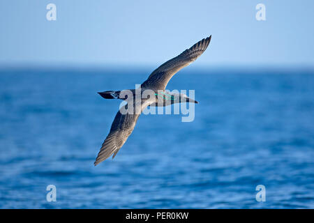 Northern Gannet (Morus Bassanus) Foto Stock