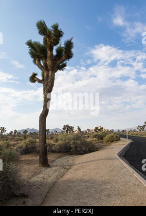 Un singolo Joshua tree in primo piano a sinistra su Park Road in JTNP Foto Stock