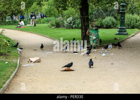 Una foto di uno stormo di cornacchie mangiare di immondizia da un cestino della spazzatura e facendo confusione nel parco pubblico. Foto Stock