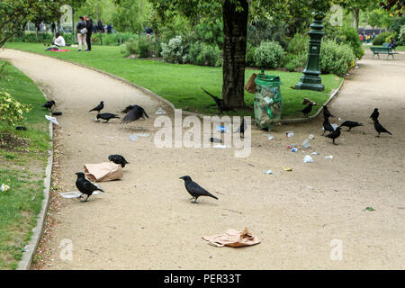 Una foto di uno stormo di cornacchie mangiare di immondizia da un cestino della spazzatura e facendo confusione nel parco pubblico. Foto Stock