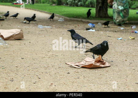 Una foto di uno stormo di cornacchie mangiare di immondizia da un cestino della spazzatura e facendo confusione nel parco pubblico. Foto Stock