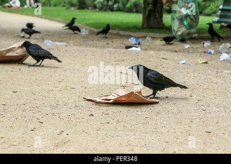 Una foto di uno stormo di cornacchie mangiare di immondizia da un cestino della spazzatura e facendo confusione nel parco pubblico. Foto Stock