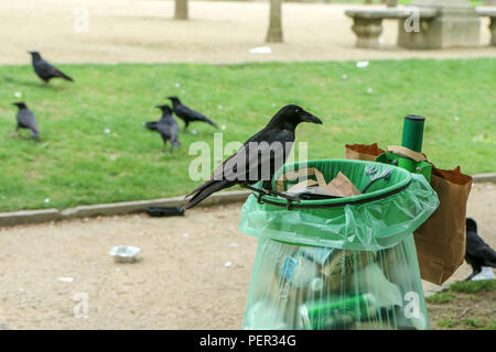 Una foto di uno stormo di cornacchie mangiare di immondizia da un cestino della spazzatura e facendo confusione nel parco pubblico. Foto Stock