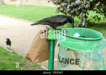 Una foto di uno stormo di cornacchie mangiare di immondizia da un cestino della spazzatura e facendo confusione nel parco pubblico. Foto Stock