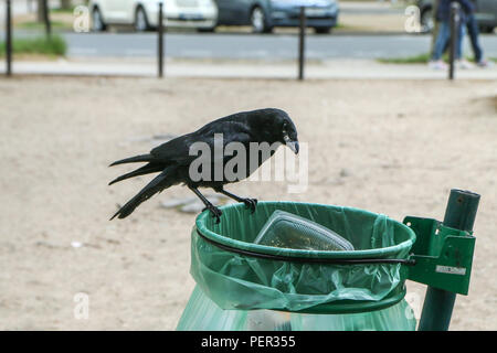 Una foto di uno stormo di cornacchie mangiare di immondizia da un cestino della spazzatura e facendo confusione nel parco pubblico. Foto Stock