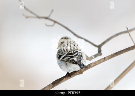 Arctic Redpoll (Acanthis hornemanni). Regione di Mosca, Russia. Park Kurkino. Bird la specie è identificato in modo impreciso. Foto Stock