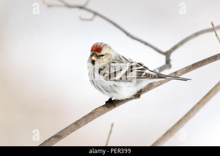 Arctic Redpoll (Acanthis hornemanni). Regione di Mosca, Russia. Park Kurkino. Bird la specie è identificato in modo impreciso. Foto Stock