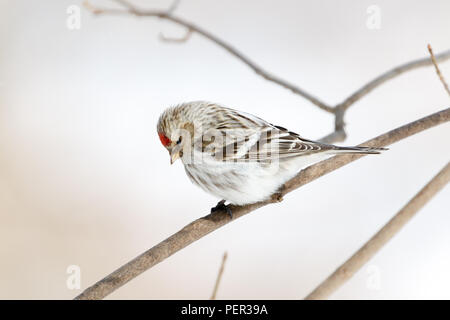 Arctic Redpoll (Acanthis hornemanni). Regione di Mosca, Russia. Park Kurkino. Bird la specie è identificato in modo impreciso. Foto Stock