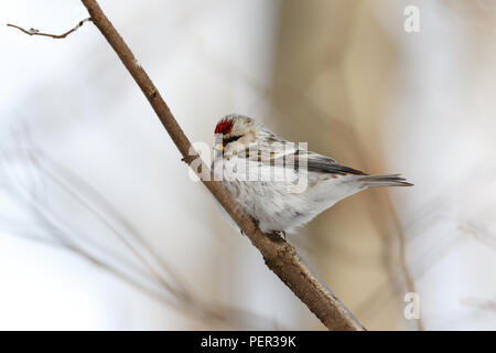 Arctic Redpoll (Acanthis hornemanni). Regione di Mosca, Russia. Park Kurkino. Bird la specie è identificato in modo impreciso. Foto Stock