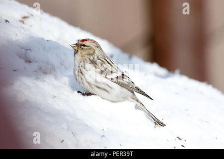 Arctic Redpoll (Acanthis hornemanni). Regione di Mosca, Russia. Park Kurkino. Bird la specie è identificato in modo impreciso. Foto Stock