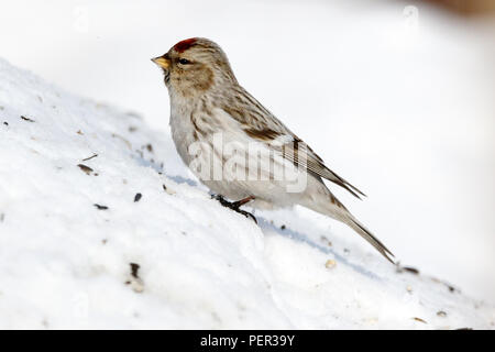 Arctic Redpoll (Acanthis hornemanni). Regione di Mosca, Russia. Park Kurkino. Bird la specie è identificato in modo impreciso. Foto Stock