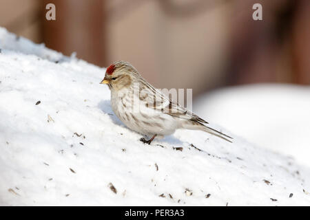 Arctic Redpoll (Acanthis hornemanni). Regione di Mosca, Russia. Park Kurkino. Bird la specie è identificato in modo impreciso. Foto Stock