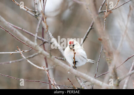 Arctic Redpoll (Acanthis hornemanni). Regione di Mosca, Russia. Park Kurkino. Bird la specie è identificato in modo impreciso. Foto Stock