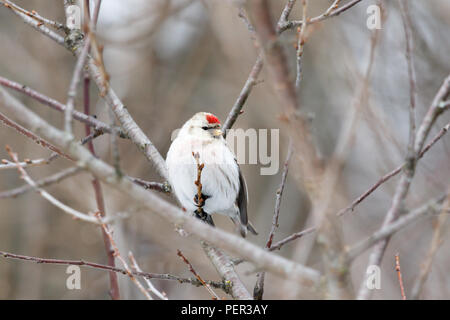 Arctic Redpoll (Acanthis hornemanni). Regione di Mosca, Russia. Park Kurkino. Bird la specie è identificato in modo impreciso. Foto Stock