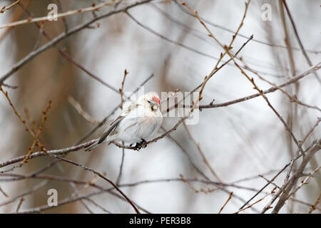 Arctic Redpoll (Acanthis hornemanni). Regione di Mosca, Russia. Park Kurkino. Bird la specie è identificato in modo impreciso. Foto Stock