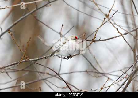 Arctic Redpoll (Acanthis hornemanni). Regione di Mosca, Russia. Park Kurkino. Bird la specie è identificato in modo impreciso. Foto Stock