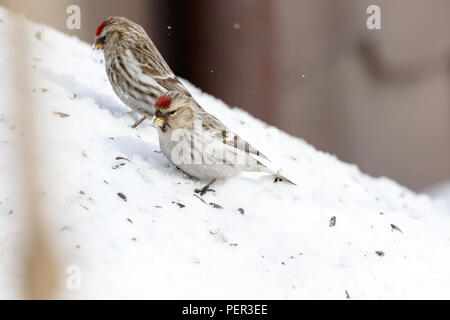 Arctic Redpoll (Acanthis hornemanni). Regione di Mosca, Russia. Park Kurkino. Bird la specie è identificato in modo impreciso. Foto Stock