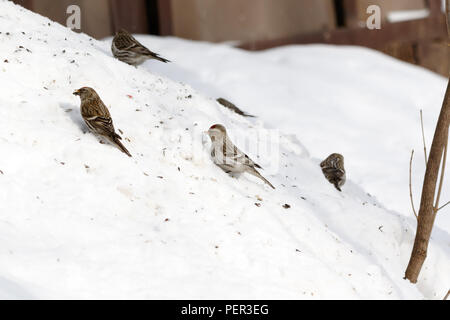 Arctic Redpoll (Acanthis hornemanni). Regione di Mosca, Russia. Park Kurkino. Bird la specie è identificato in modo impreciso. Foto Stock