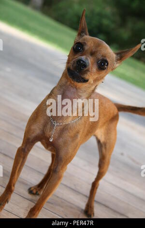 Pinscher in miniatura Foto Stock