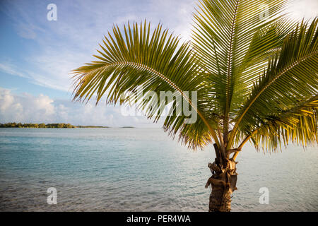 Palm tree, laguna e isola Foto Stock