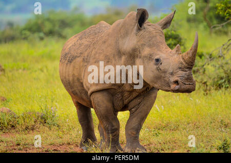 Un simpatico bull maschio rinoceronte bianco in Kruger vicino Marloth park di pascolare su erba verde terra di Savannah Foto Stock