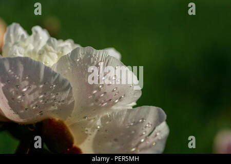 Grande bianco rosa peonia con gocce di rugiada su sfondo verde Foto Stock