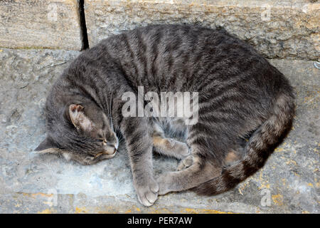 Contenti cat in Kotor, Montenegro. La città vecchia è piena di gatti che sono amati e rispettati (soprattutto) dalla popolazione. Il gatto è diventato l'info. Foto Stock