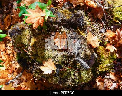 Lascia cadere sul pavimento della foresta ceppo di albero con moss Foto Stock