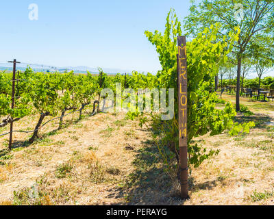 L'uva Merlot, del vigneto cantina vino Foto Stock