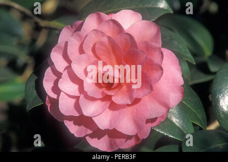 Pink Camellia flower Foto Stock