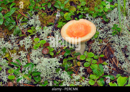 Jack bosco di pino sottobosco, Queen Elizabeth parco territoriale, Fort Smith, Canada Foto Stock