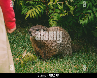 Beaver close up interessati in bambine mano ad Ottawa in Canada Foto Stock