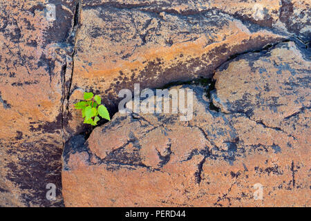 Tree seedling nel crack del Fiume Slave litorale vicino al Monte Rapids, vicino a Fort Smith, Alberta, Canada Foto Stock