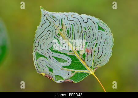 Aspen foglia foglia con il minatore patterns, Parco Nazionale Wood Buffalo, Alberta, Canada Foto Stock