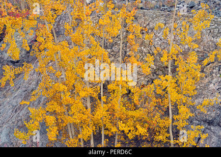 Autunno aspens e fireweed alla base di uno sperone di roccia, Yellowknife, Northwest Territories, Canada Foto Stock