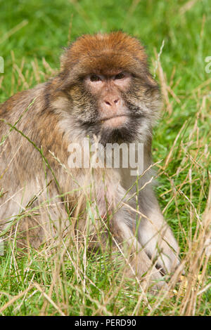 Barberia Maxaque a Trentham Monkey Forest a Stoke on Trent Foto Stock