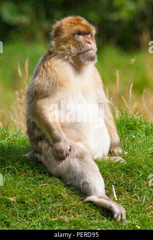 Barberia Maxaque a Trentham Monkey Forest a Stoke on Trent Foto Stock