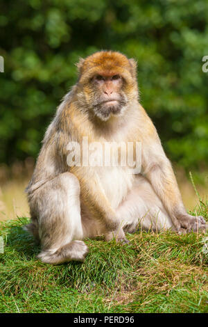 Barberia Maxaque a Trentham Monkey Forest a Stoke on Trent Foto Stock