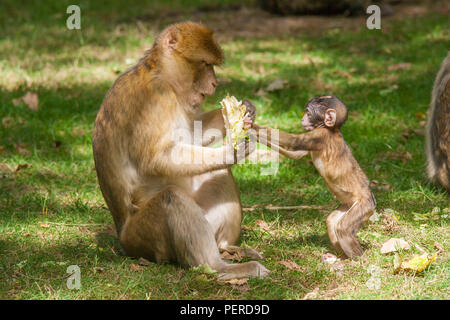 Barberia Maxaque a Trentham Monkey Forest a Stoke on Trent Foto Stock