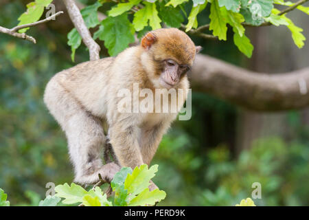 Barberia Maxaque a Trentham Monkey Forest a Stoke on Trent Foto Stock