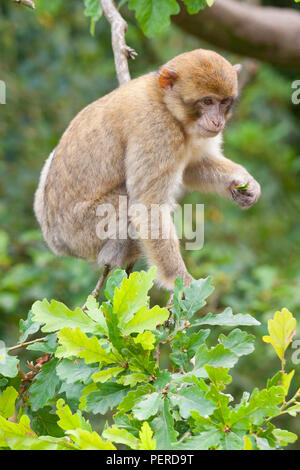 Barberia Maxaque a Trentham Monkey Forest a Stoke on Trent Foto Stock