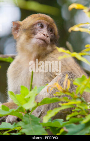 Barberia Maxaque a Trentham Monkey Forest a Stoke on Trent Foto Stock