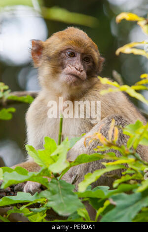 Barberia Maxaque a Trentham Monkey Forest a Stoke on Trent Foto Stock