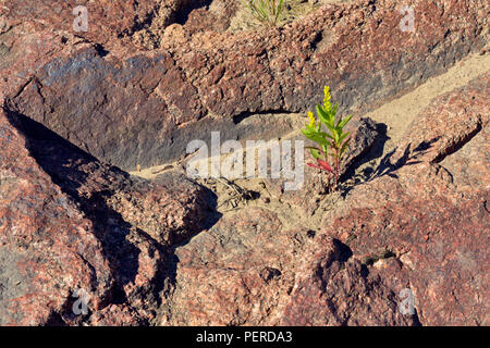 Slave riva del fiume nei pressi della montagna Rapids- rocce con impianto di oro, vicino a Fort Smith Northwest Territories, Canada Foto Stock